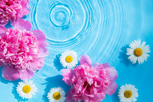 Chamomile flowers and peonies floating on the water on a blue background top view flat lay