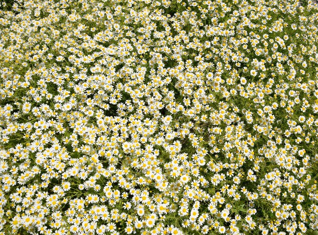 Photo chamomile flowers pharmaceutical camomile medicinal plant chamomile flowering