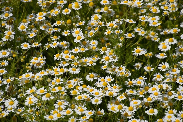 Photo chamomile flowers pharmaceutical camomile medicinal plant chamomile flowering