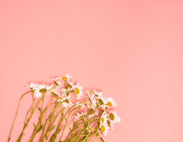 Chamomile flowers on pink background. Flat lay, top view, copy space.