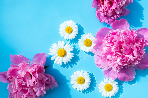 Chamomile flowers and pink peonies floating on the water on a blue background Top view flat lay