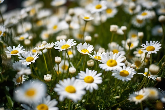 Chamomile flowers summer field generative ai