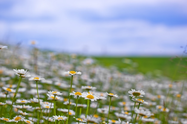 Photo chamomile flowers in the summer field