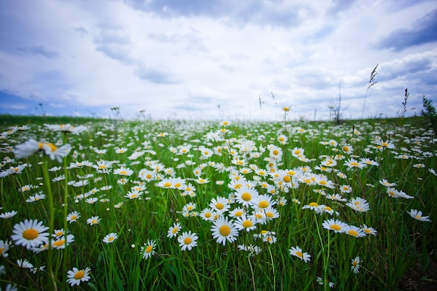 Chamomile flowers in the summer field