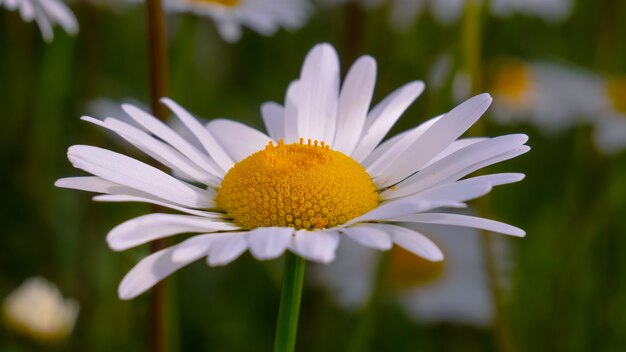 夏の畑のカモミールの花