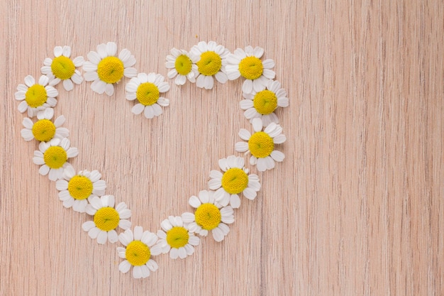 chamomile flowers on the table