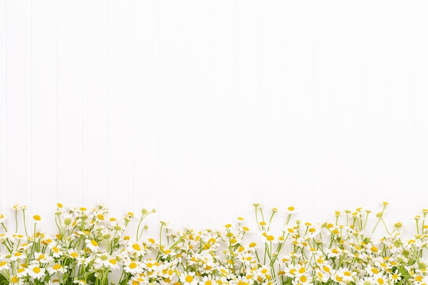 Photo chamomile flowers top view