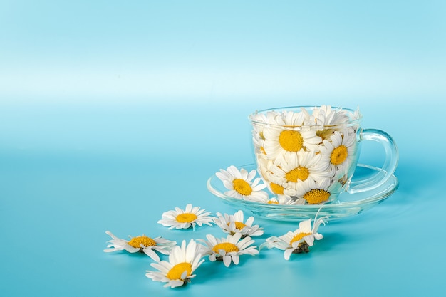 Chamomile flowers in transparent glass cup on saucer.