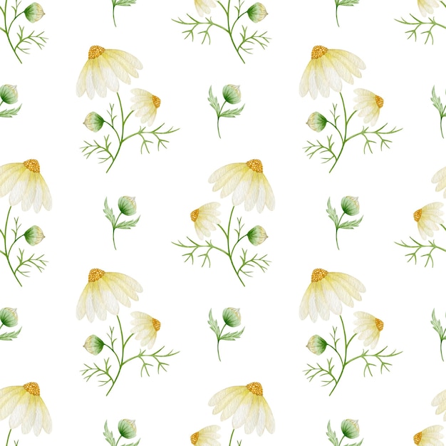 Chamomile flowers watercolor seamless pattern