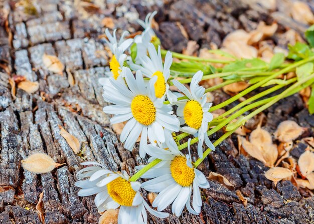 木製の背景にカモミールの花。野花のある静物