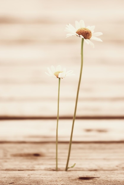 カモミールの花の木製の夏の背景