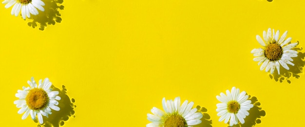 黄色い水の背景にカモミールの花。上面図フラットレイ。バナー。