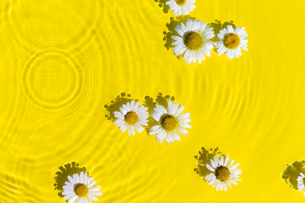 한 방울의 동심원이 있는 노란색 물 배경에 있는 카모마일 꽃 탑 뷰 플랫 레이