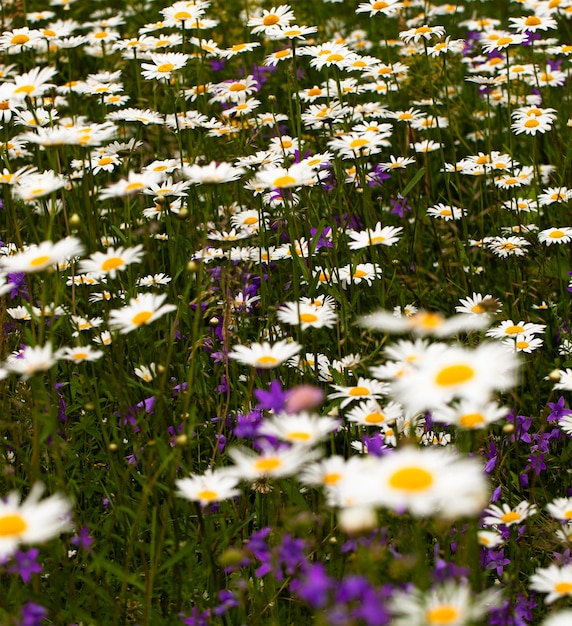 Chamomile flowers