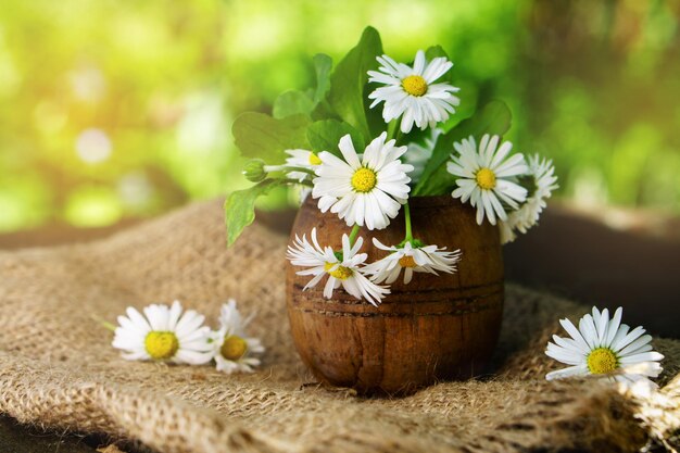 Chamomile flowers