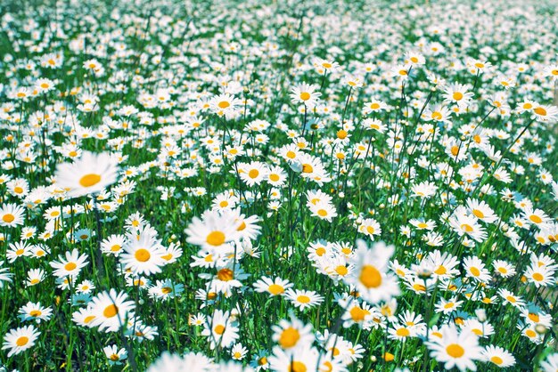 Chamomile flowers