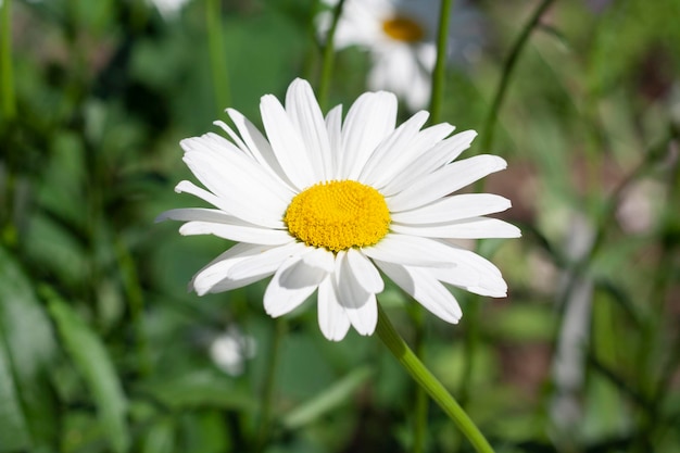 Chamomile in the garden background