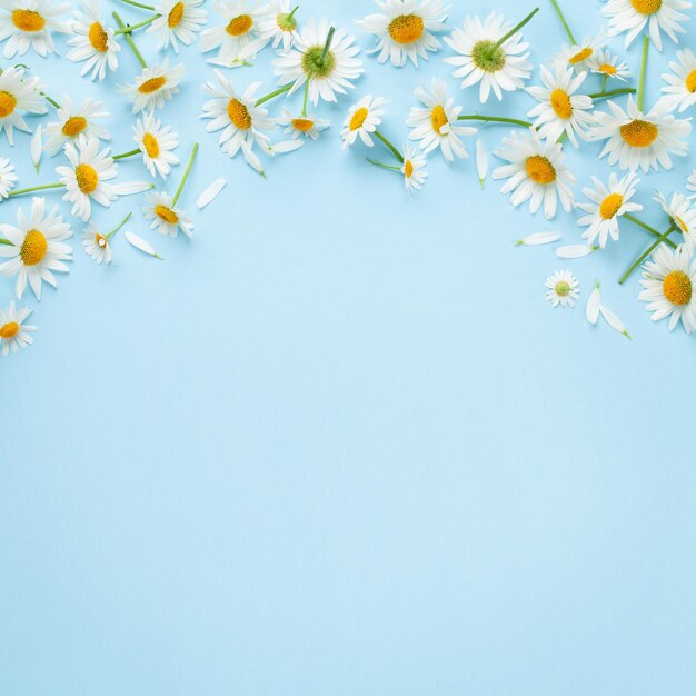 Chamomile garden flowers on blue background