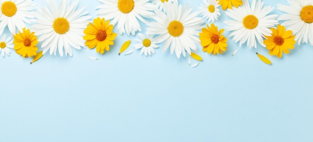 Chamomile garden flowers on blue background