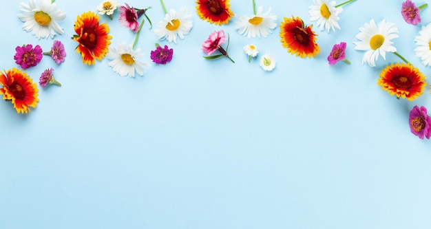 Chamomile garden flowers on blue background