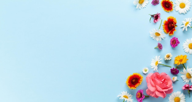 Chamomile garden flowers on blue background