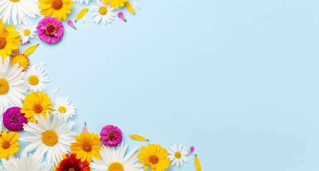 Chamomile garden flowers on blue background