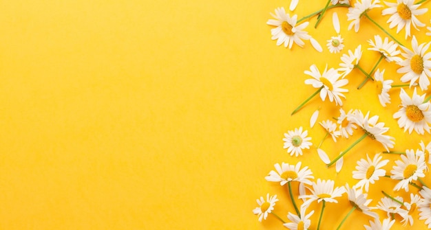 Photo chamomile garden flowers on green background