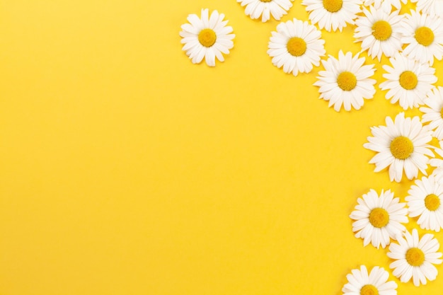 Chamomile garden flowers on yellow background