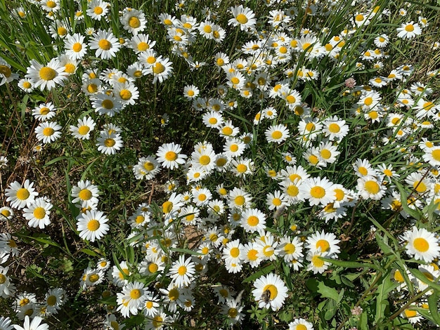 自然の中のカモミールの大きな野原の野生の白い花