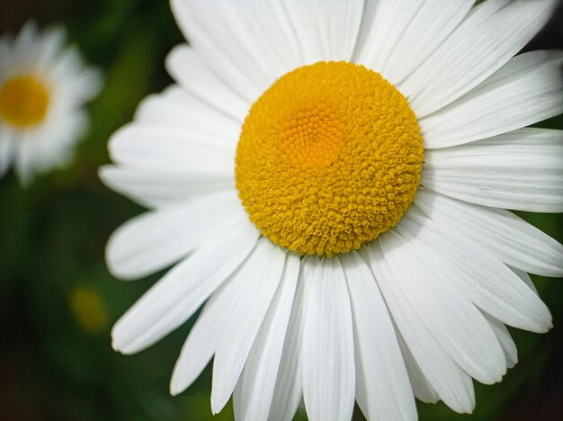 Chamomile macro flower with detailed petals