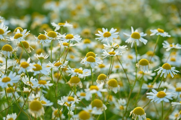 Chamomile meadow in the rays of the sun as a natural background