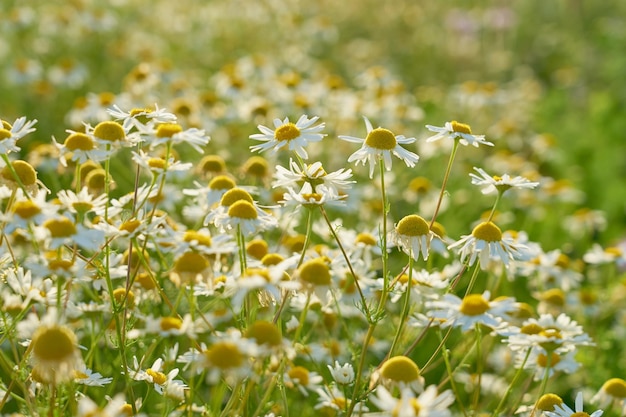 Chamomile meadow in the rays of the sun as a natural background
