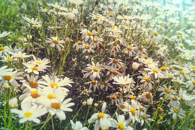 Chamomile meadow in summer time