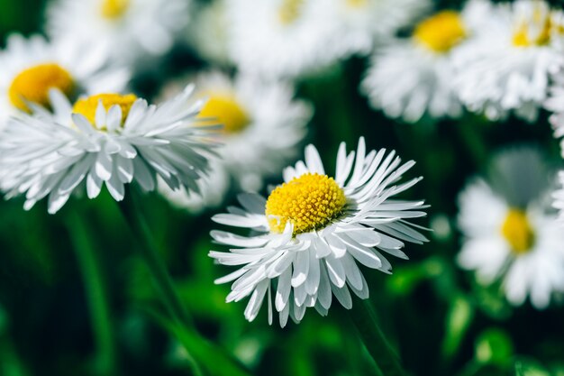 Chamomile meadow with a white bud in nature