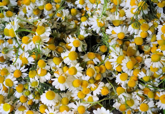 Chamomile medicinal plant, on the market