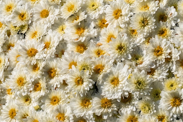 A chamomile pattern background