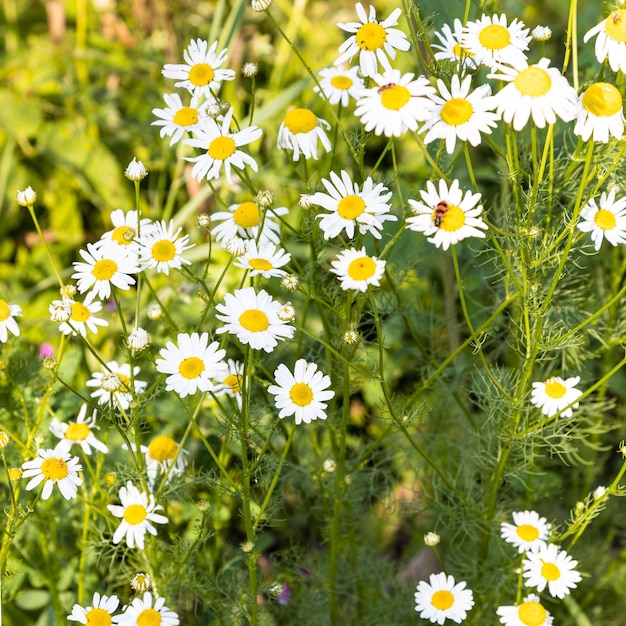 Chamomile plant matricaria chamomilla on meadow