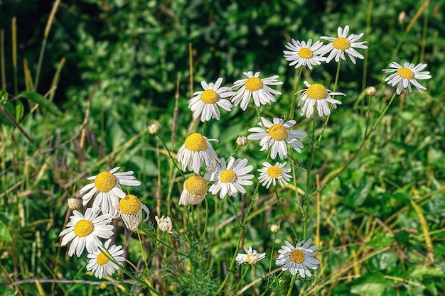 chamomile on a summer sunny meadow