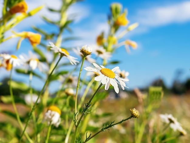 chamomile on a summer sunny meadow