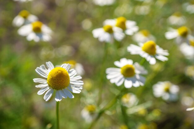 Chamomile in a sunny garden for healthy teas