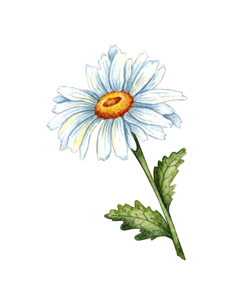 Chamomile watercolor