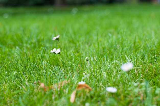 Piccoli fiori selvaggi bianchi della camomilla su un fondo di erba verde.