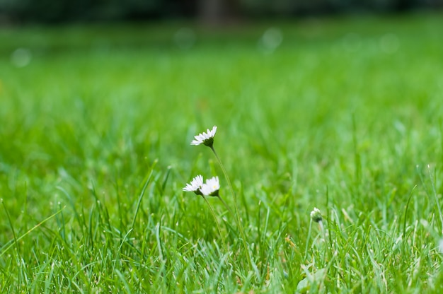 Piccoli fiori selvaggi bianchi della camomilla su un fondo di erba verde.