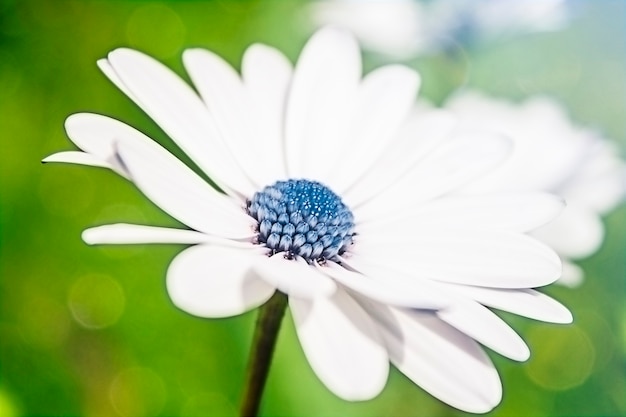 Chamomile with a blue center on a green background under the suns rays closeup