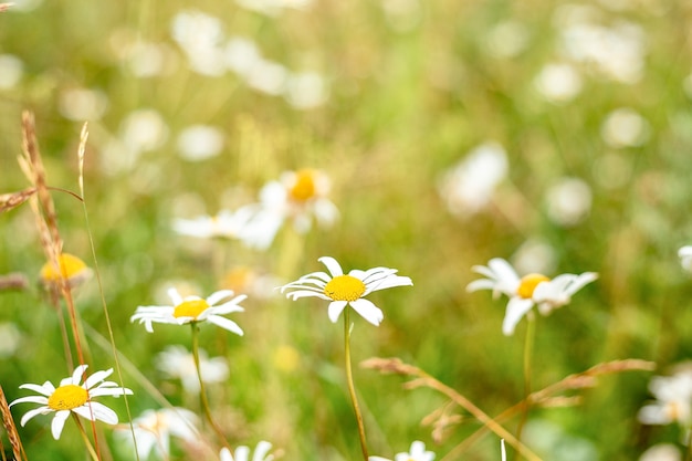 Chamomile