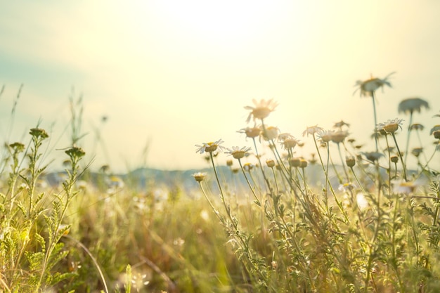 Chamomile