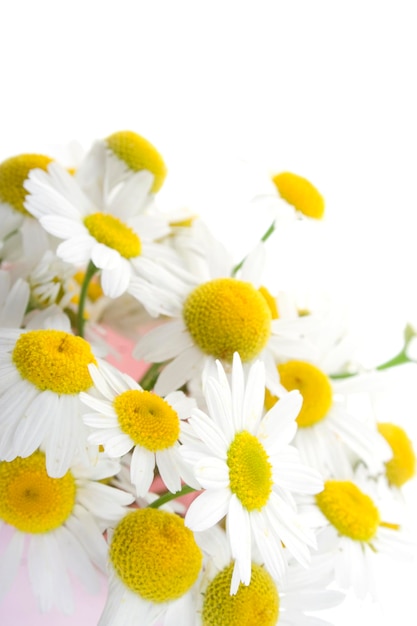 Chamomile