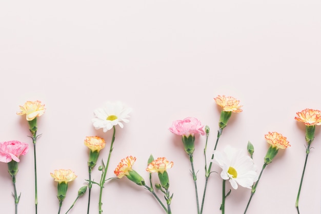 Photo chamomiles amidst carnations