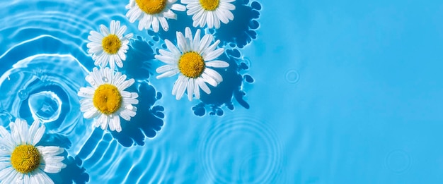 Camomille su uno sfondo di acqua blu sotto la luce naturale banner piatto con vista dall'alto