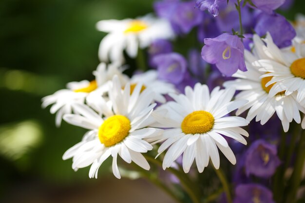 Photo chamomiles and campanulas on green summer background.